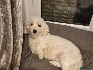 Bichon Frise dogs Bella - Advert 3