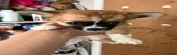 Chihuahua dogs for sale: Adorable pure chihuahua puppies  in Hull - Advert 14