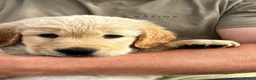 Mixed Breed dogs for sale: Retriever puppies for sale - Advert 9