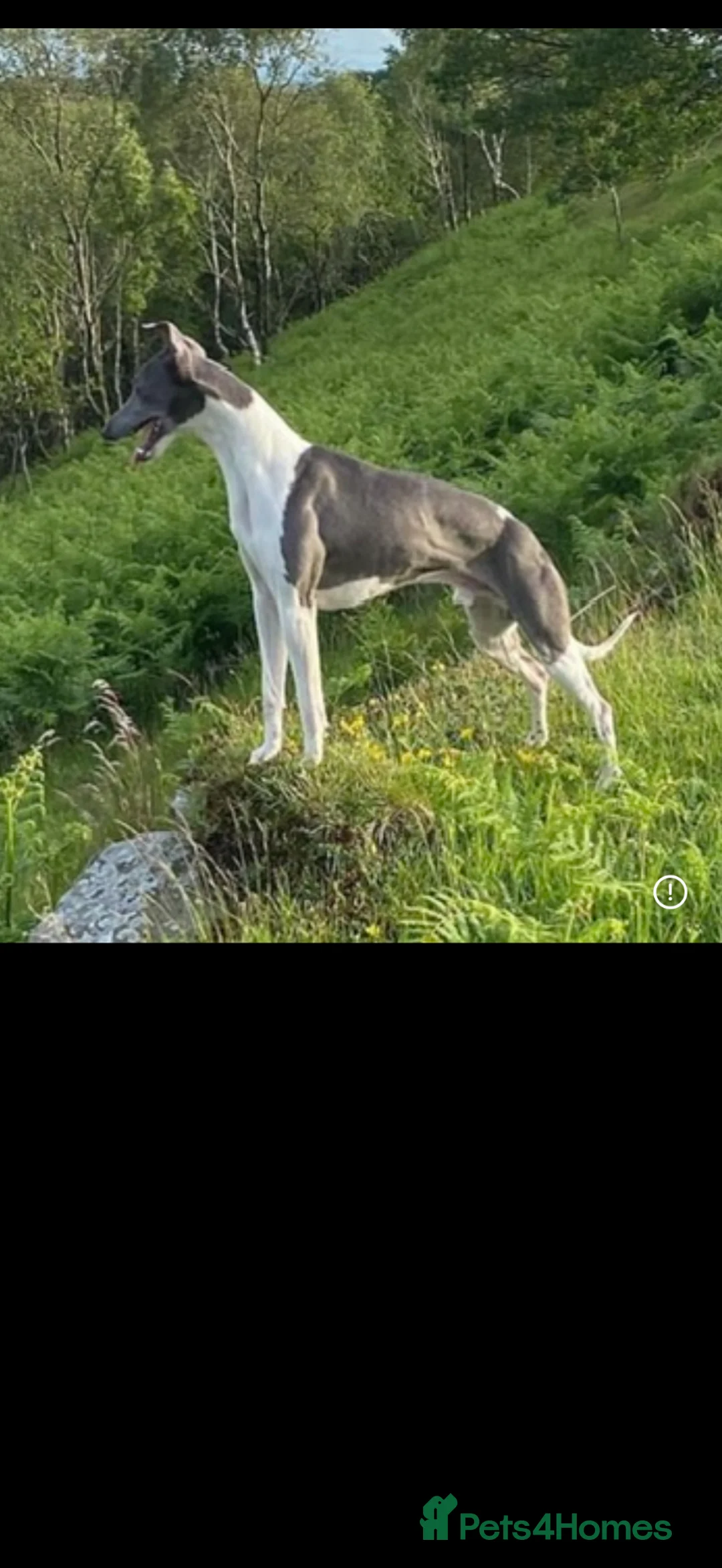 Whippet dogs for stud: Whippet stud, very well bred  - Advert 1