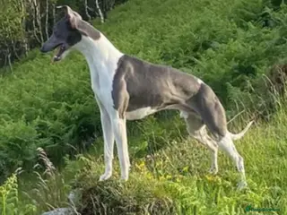 Whippet dogs Whippet stud, very well bred - Advert 14