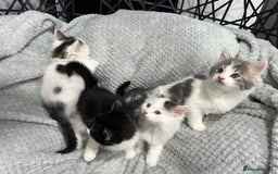 British Longhair cats for sale: Gorgeous fluffy kittens looking for forever home - Image 9