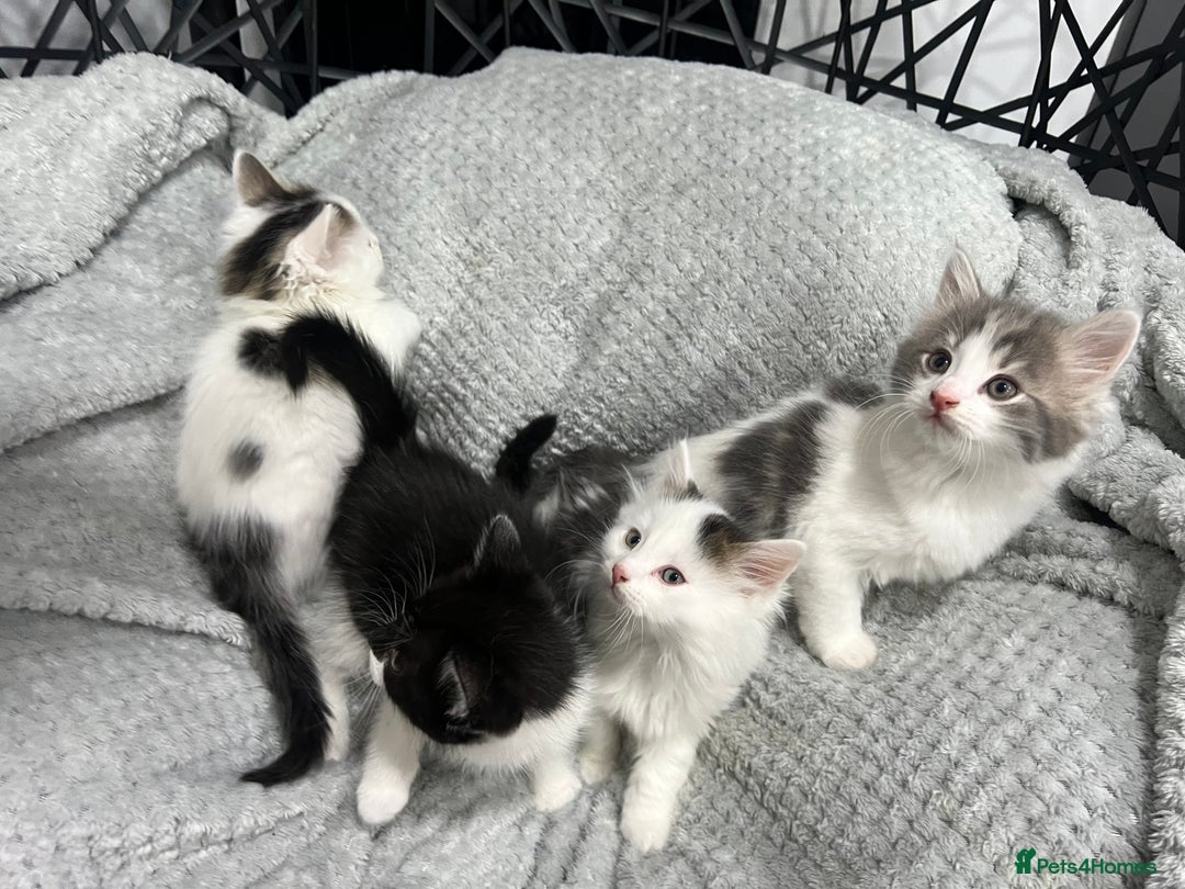 British Longhair cats for sale: Gorgeous fluffy kittens looking for forever home - Image 9