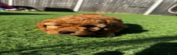 Cavapoo dogs for sale: Beautiful Red F1b Cavapoo - Viewings now welcome - Advert 10