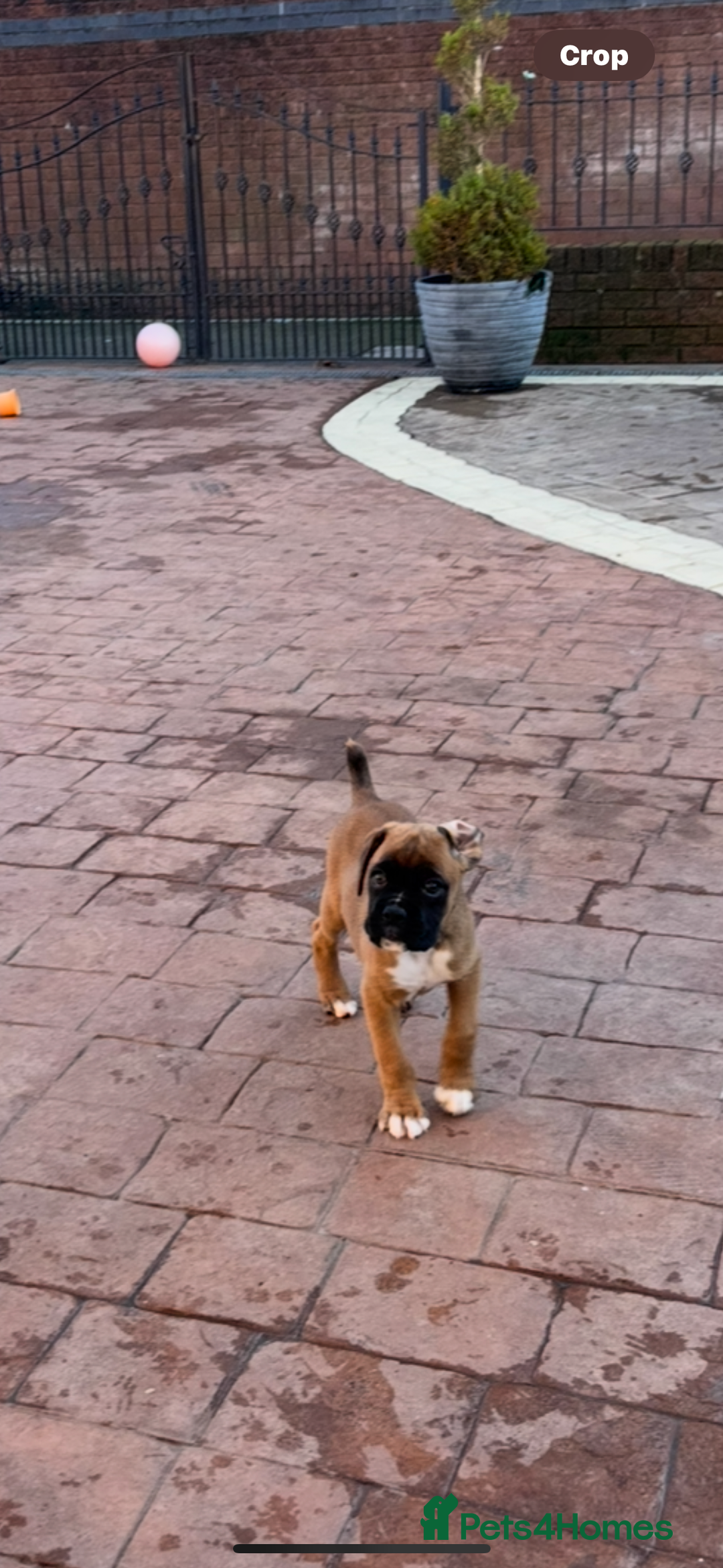 Boxer dogs for sale: Boxer pups  - Advert 8