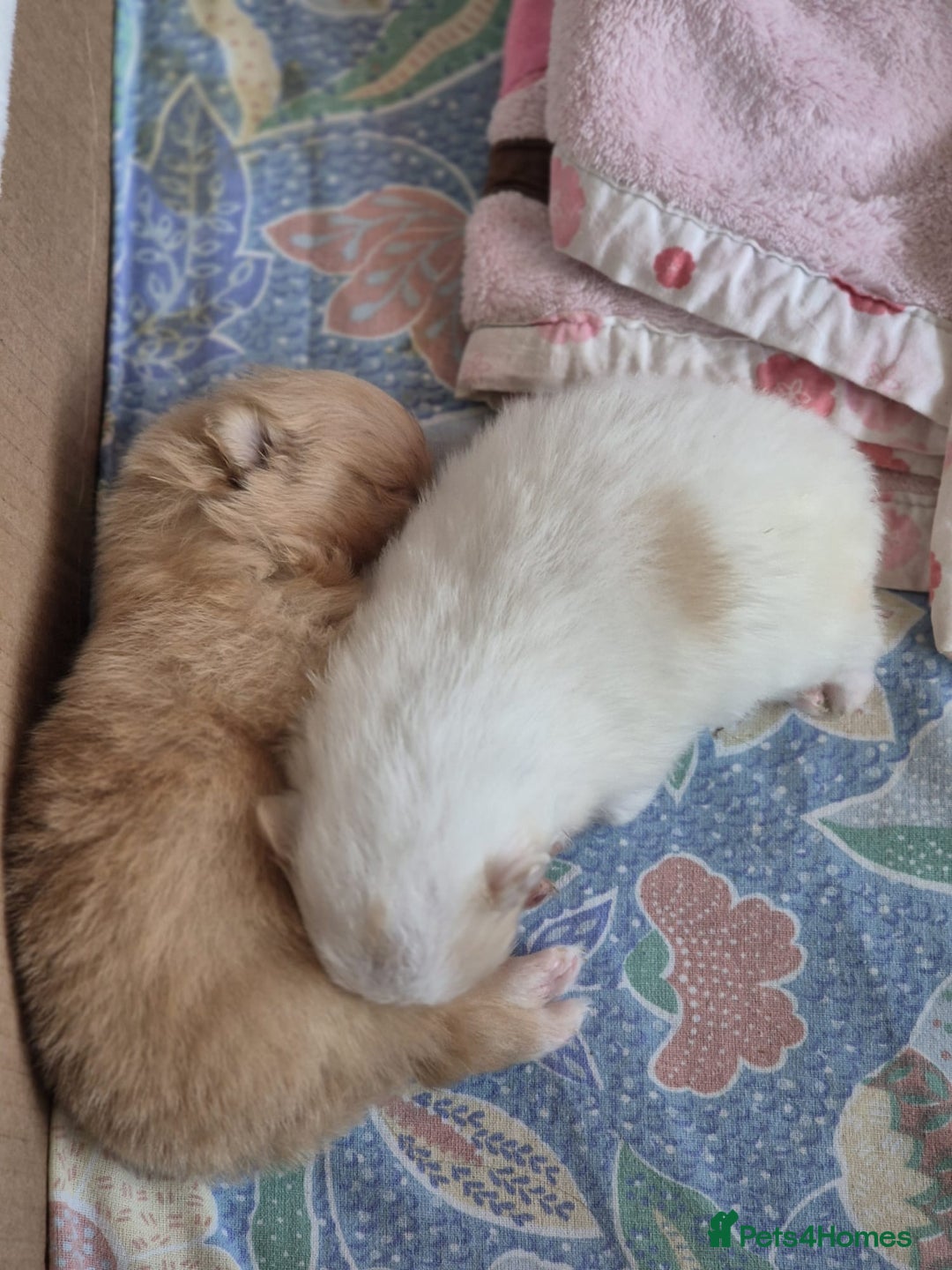 Pomeranian dogs for sale: Beautiful Pomeranian Puppies - Image 4