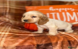 Cocker Spaniel dogs for sale: 🧡💛❤️Stunning KC Show Cocker Spaniels❤️🩷🧡 - Image 11