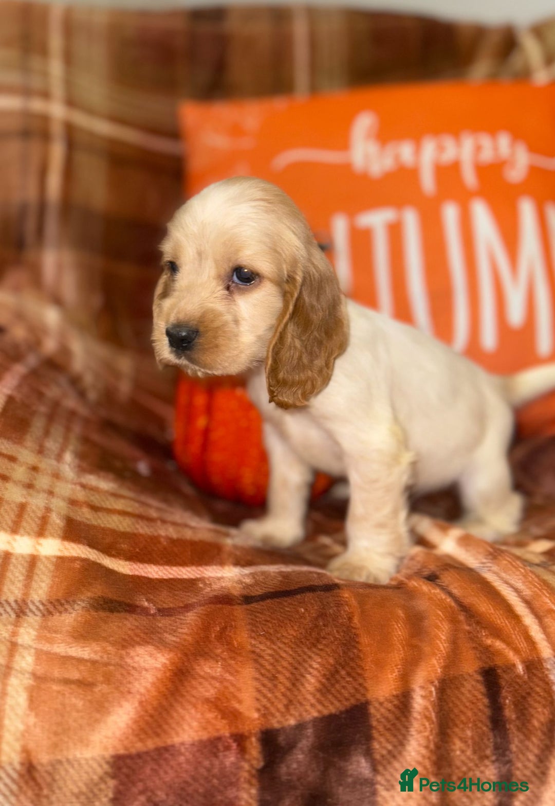 Cocker Spaniel dogs for sale: 🧡💛❤️Stunning KC Show Cocker Spaniels❤️🩷🧡 - Image 11