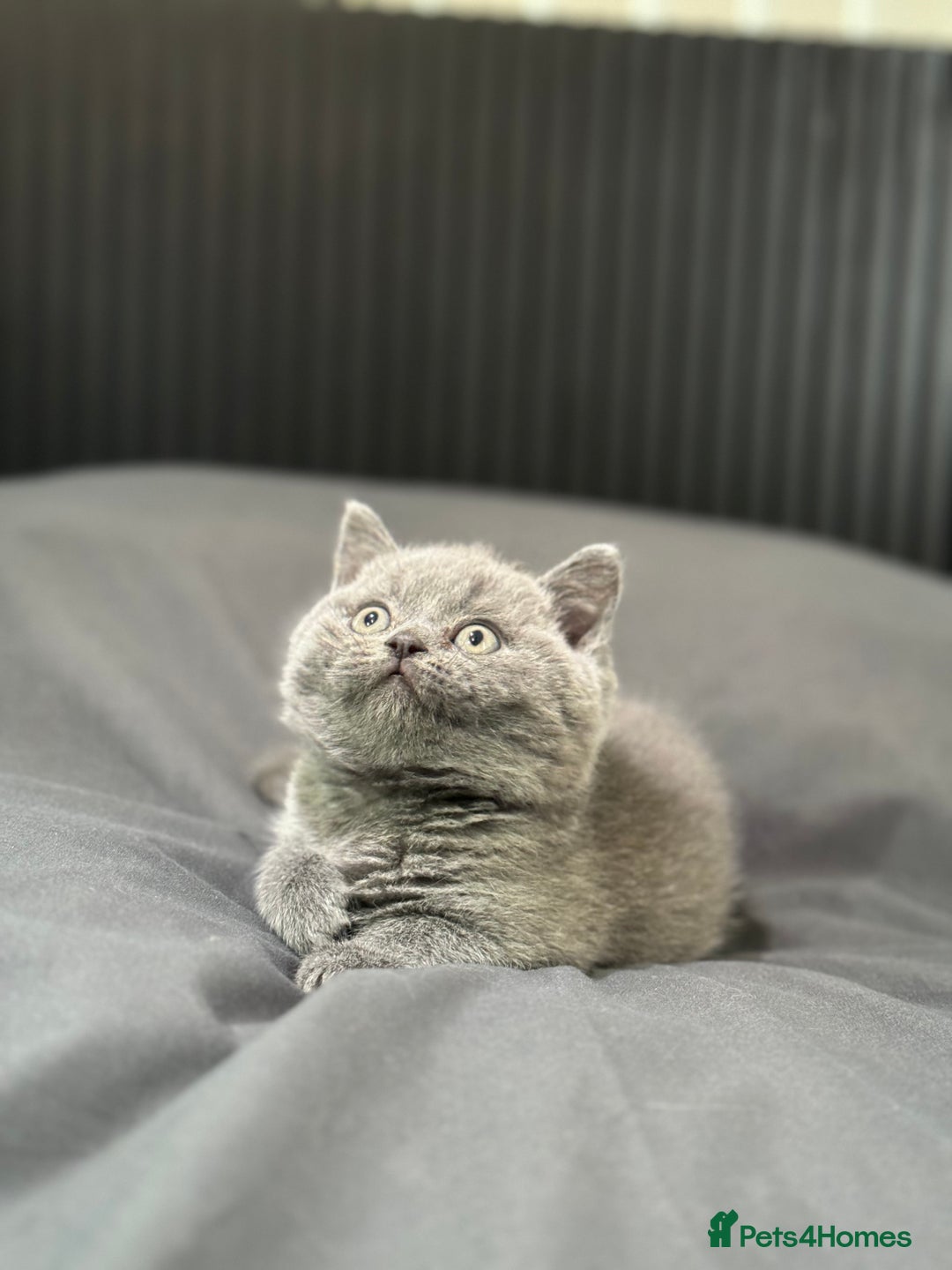 British Shorthair cats for sale: British shorthair lilac and blue - Advert 25