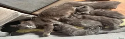 Mixed Breed cats for sale: 4 lovely grey kittens ready for new hones - Advert 4