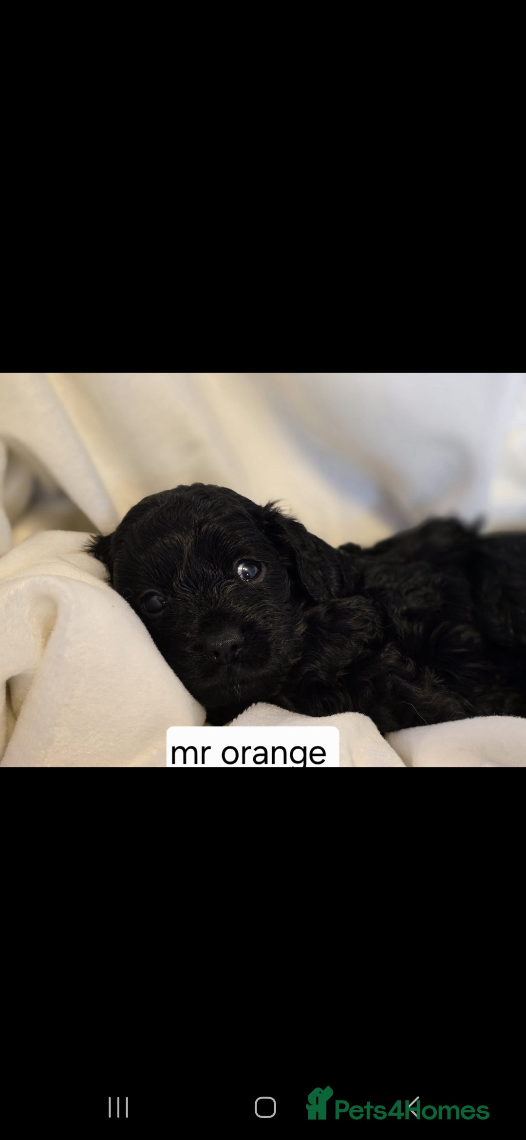 Cavapoo dogs for sale: F1 Cavapoos  - Image 4