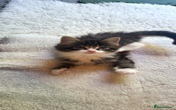 Mixed Breed cats for sale: Lovely kittens Looking for new Homes  - Image 15