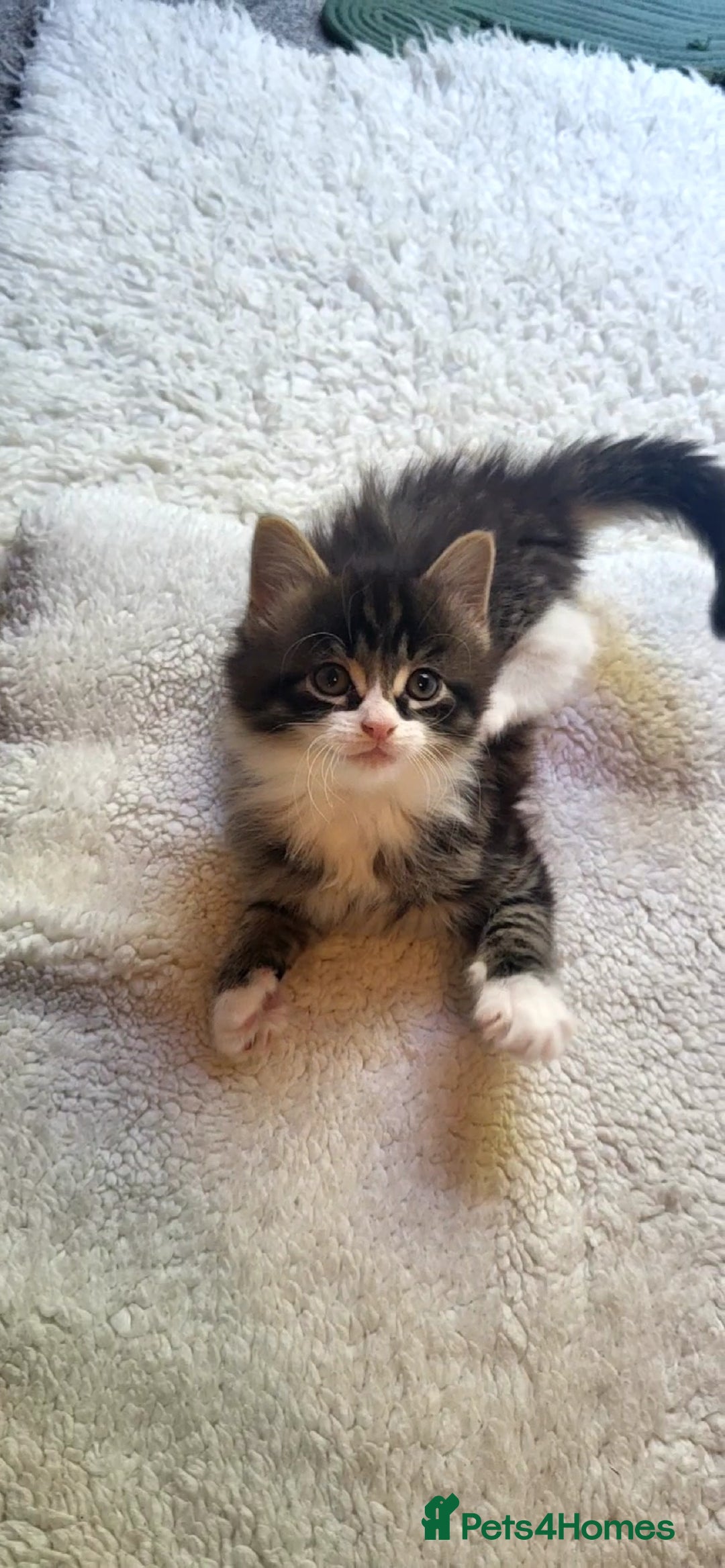 Mixed Breed cats for sale: Lovely kittens Looking for new Homes  - Image 15