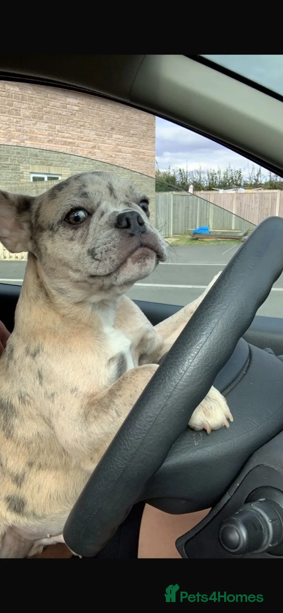 French Bulldog dogs for stud: Diesel - Advert 2