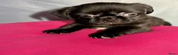 Mixed Breed dogs for sale: ADORABLE SHIH TZU/CHIHUAHUA - Advert 3