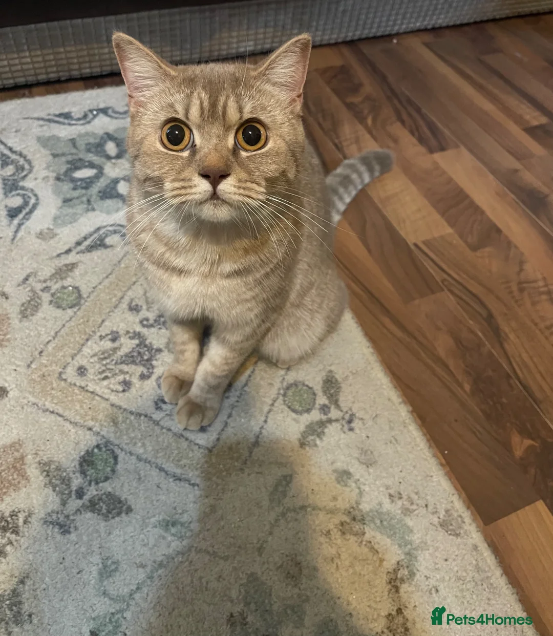 British Shorthair cats for sale: High quality British short hair - Advert 1