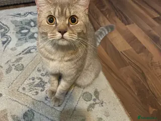 British Shorthair cats High quality British short hair - Advert 1