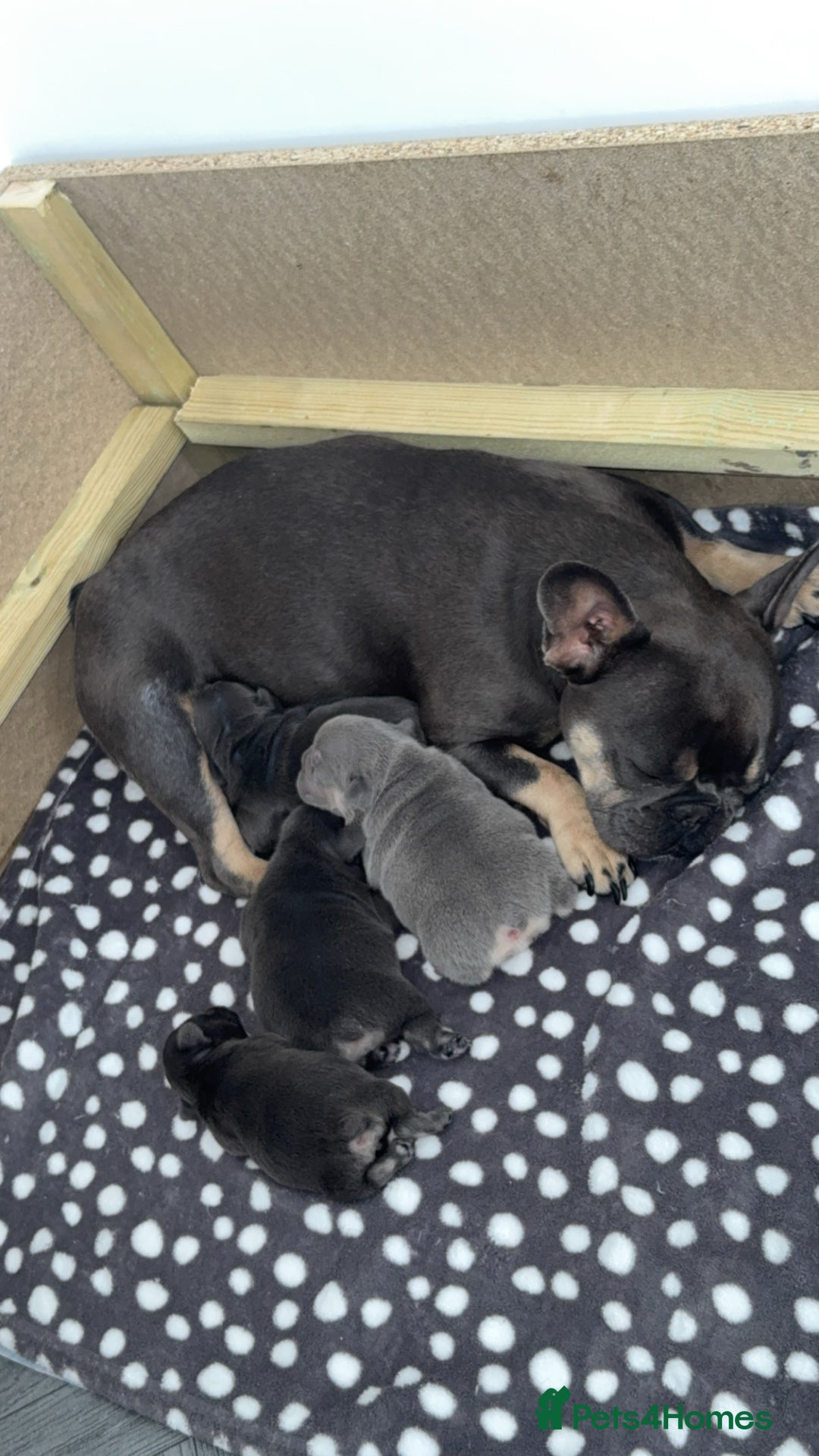 French Bulldog dogs for sale: French bulldog puppy’s  - Image 4