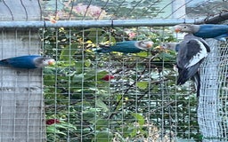 Lovebirds birds for sale: Fishers Lovebirds for sale - Image 5