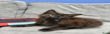 Banin (Black Male kitten) 