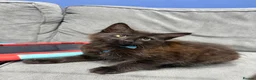 Mixed Breed cats for sale: 3 Beautiful Kittens Waiting For You.  in London - Advert 3