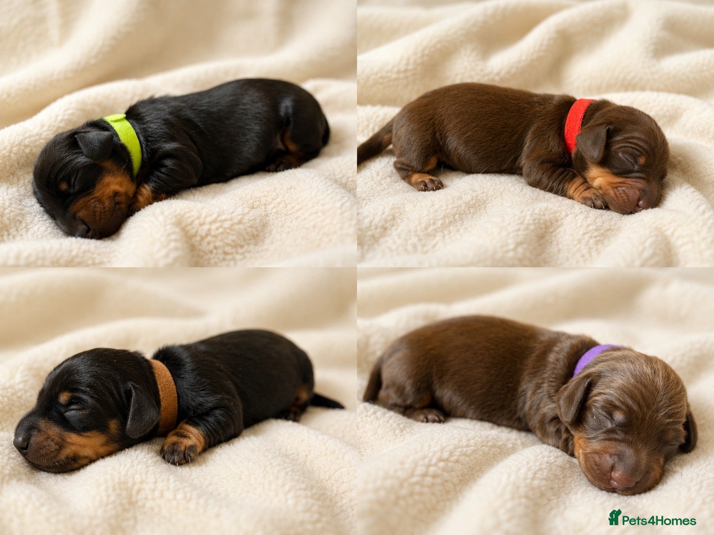 Miniature Dachshund dogs Miniature Dachshund puppies  - Advert 1
