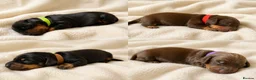 Miniature Dachshund dogs for sale: Miniature Dachshund puppies  in Newbury - Advert 1