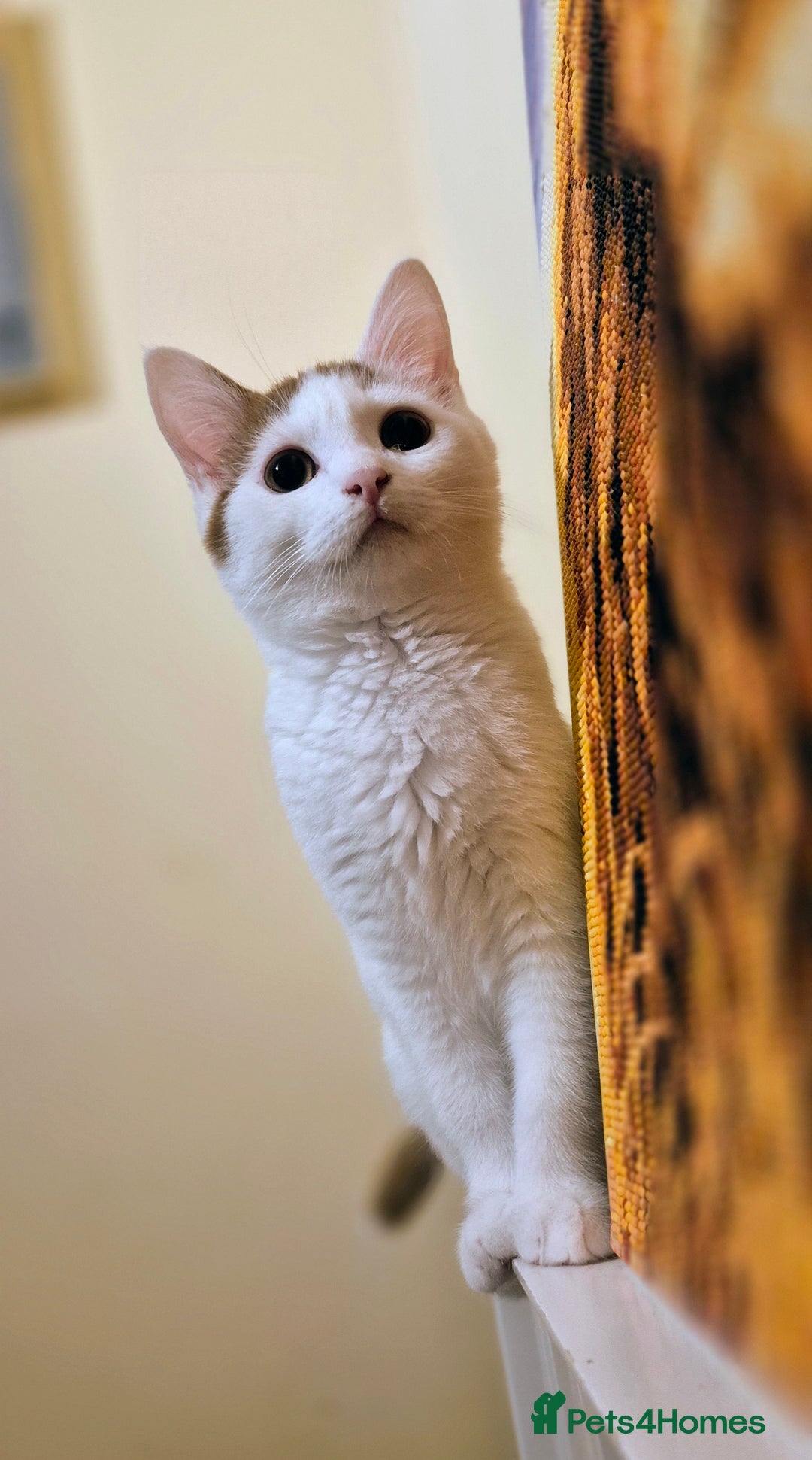 British Shorthair cats for sale: 1 boy left!! Full vaccinated BSH kittens  - Image 27