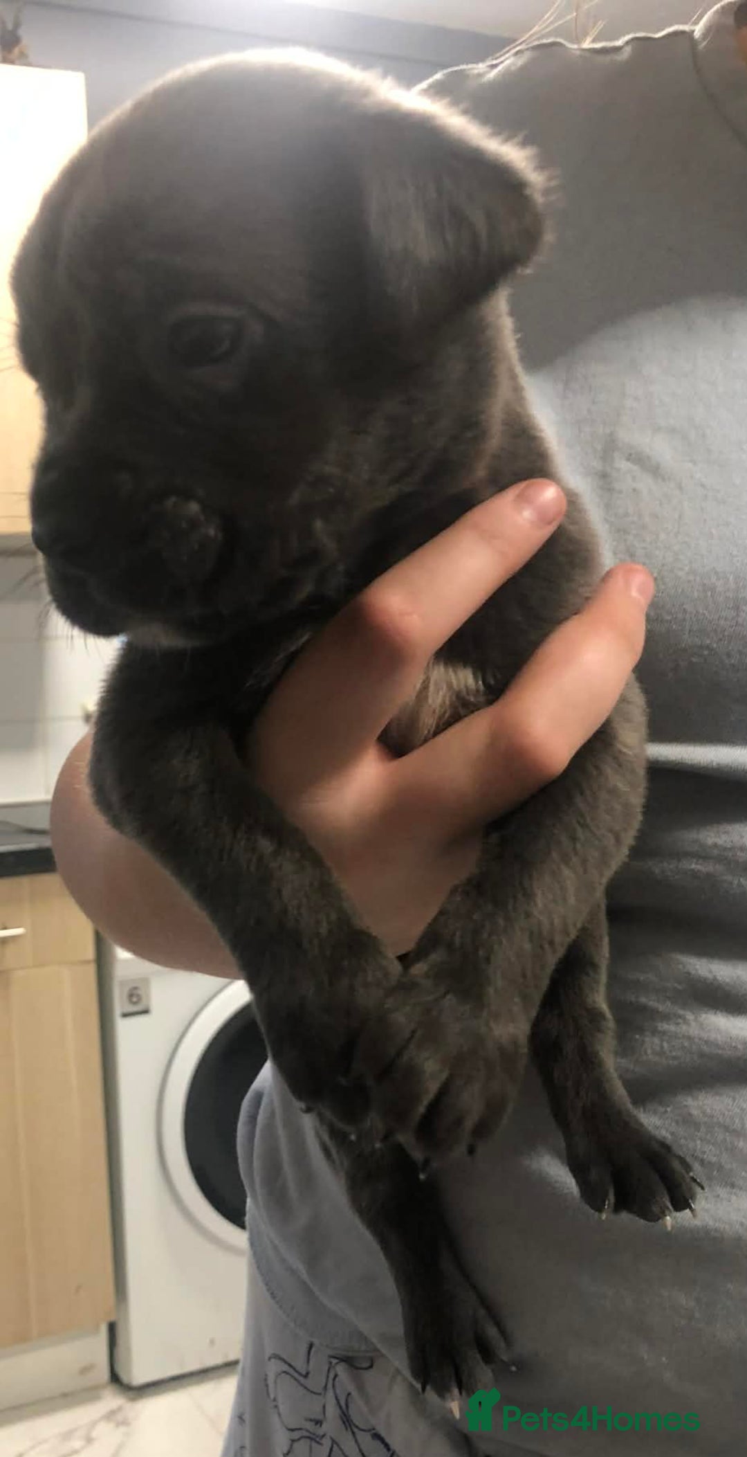 Mixed Breed dogs for sale: Cane corso  ** tiff pups ready 18th December  - Advert 8