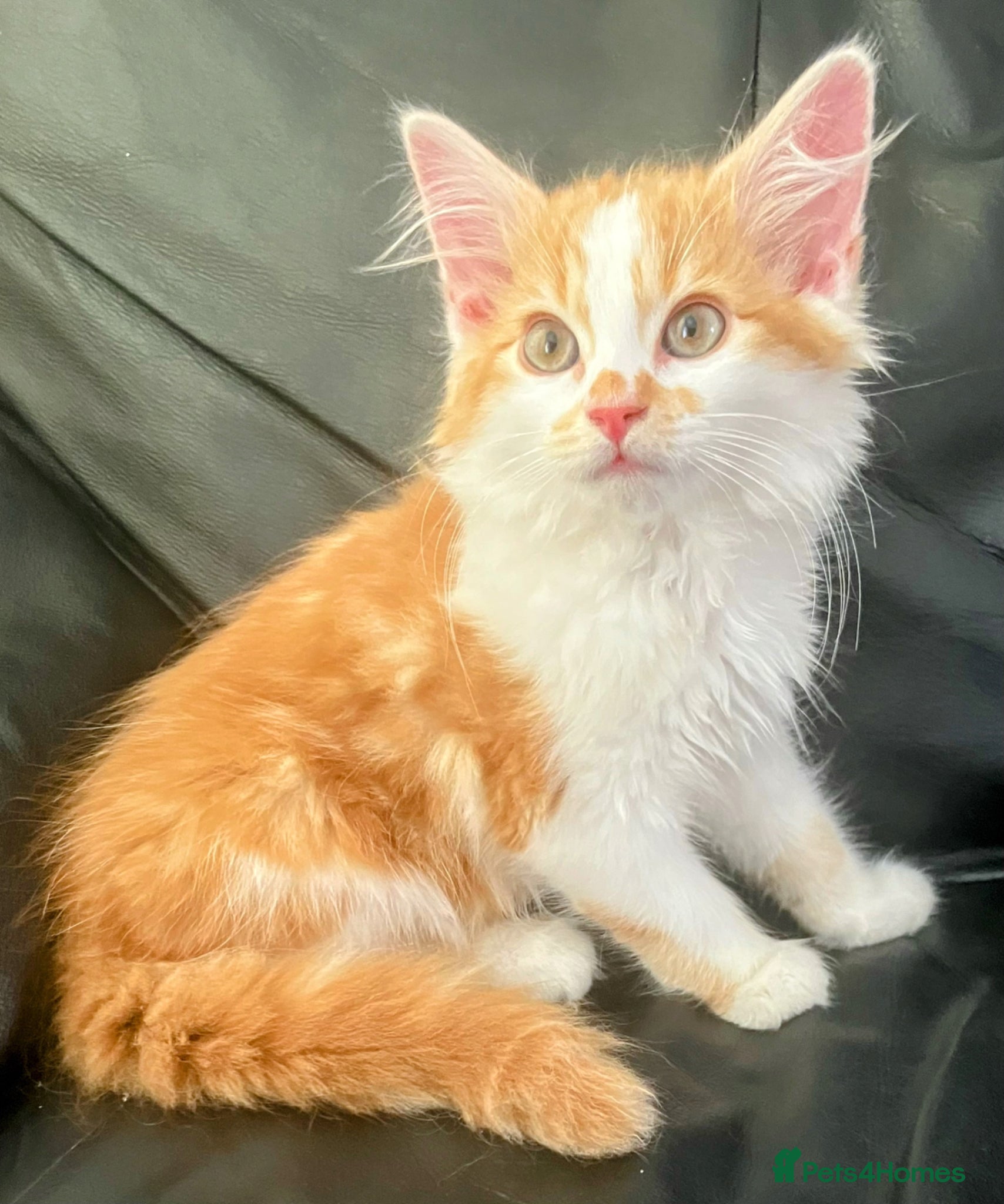 Norwegian Forest Cat cats for sale: Beautiful Norwegian Forest Kittens in Maidstone - Advert 2