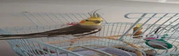 Cockatiels birds for sale: Male Cockatiel, cage and accessories  in Rochdale - Advert 4