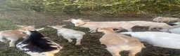 Goats livestock for sale: Goats - Advert 27
