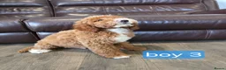 Labradoodle dogs for sale: Adorable F1B Miniature Labradoodle Pups 🐾🩷 - Advert 24