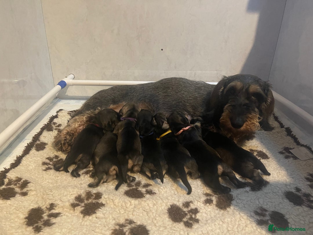 Dachshund dogs for sale: 🌟reduced in price Standard wirehaired dachshund  - Advert 5