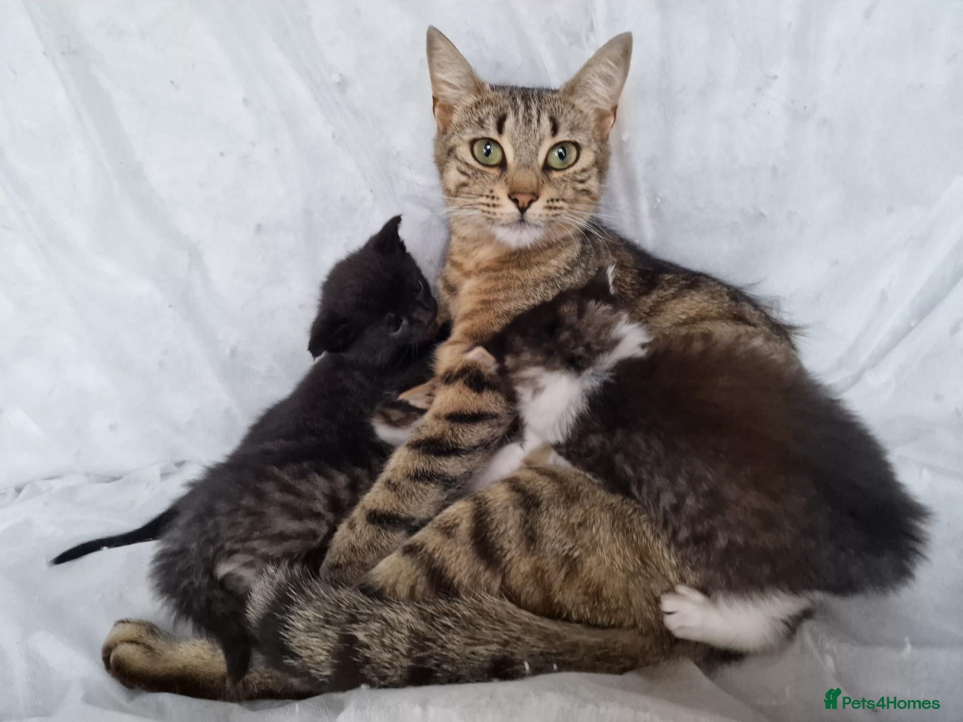 Mixed Breed cats Three mixed kittens - Advert 1