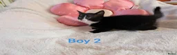 Mixed Breed cats for sale: Beautiful fluffy kittens for sale  - Advert 8