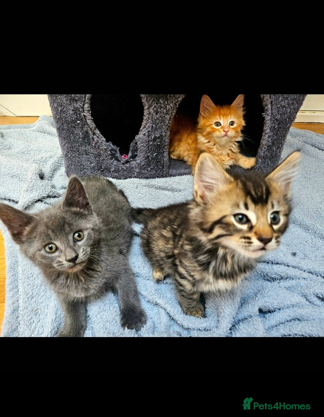 Mixed Breed cats Elven Bengal Kittens  - Advert 2