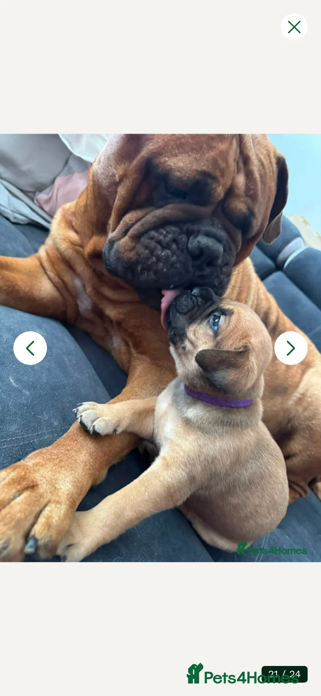 Bullmastiff dogs for sale: Bullmastiff bitch rkc reg pup - Advert 2