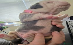 Olde English Bulldogge dogs for sale: Olde English Bulldog Puppies NEBBR Derby - Image 11
