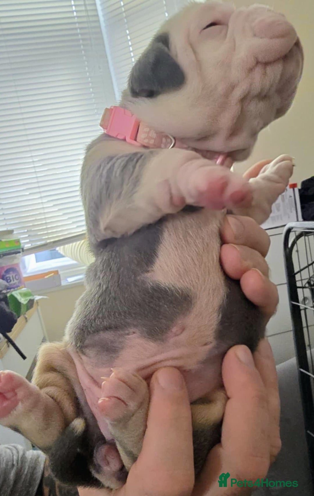 Olde English Bulldogge dogs for sale: Olde English Bulldog Puppies NEBBR Derby - Image 11
