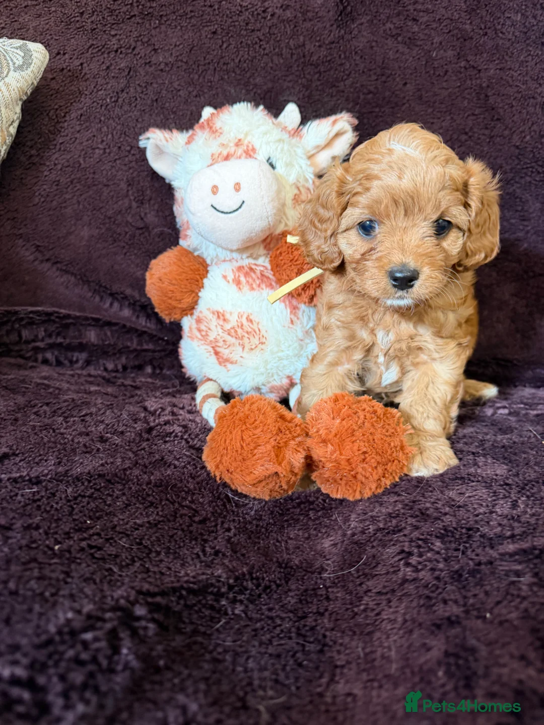 Cavapoo dogs for sale: Beautiful Cavapoos f1  in Bury Saint Edmunds - Advert 5