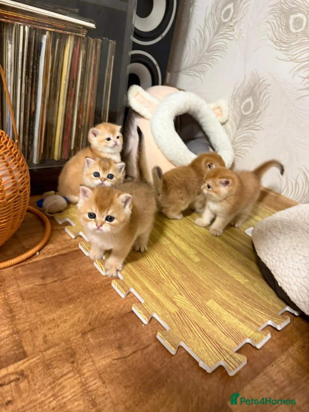 British Shorthair cats for stud: GCCF & TICA GOLDEN NY11 STUD FROM CHAMPIONS 👑  in Wolverhampton - Advert 5