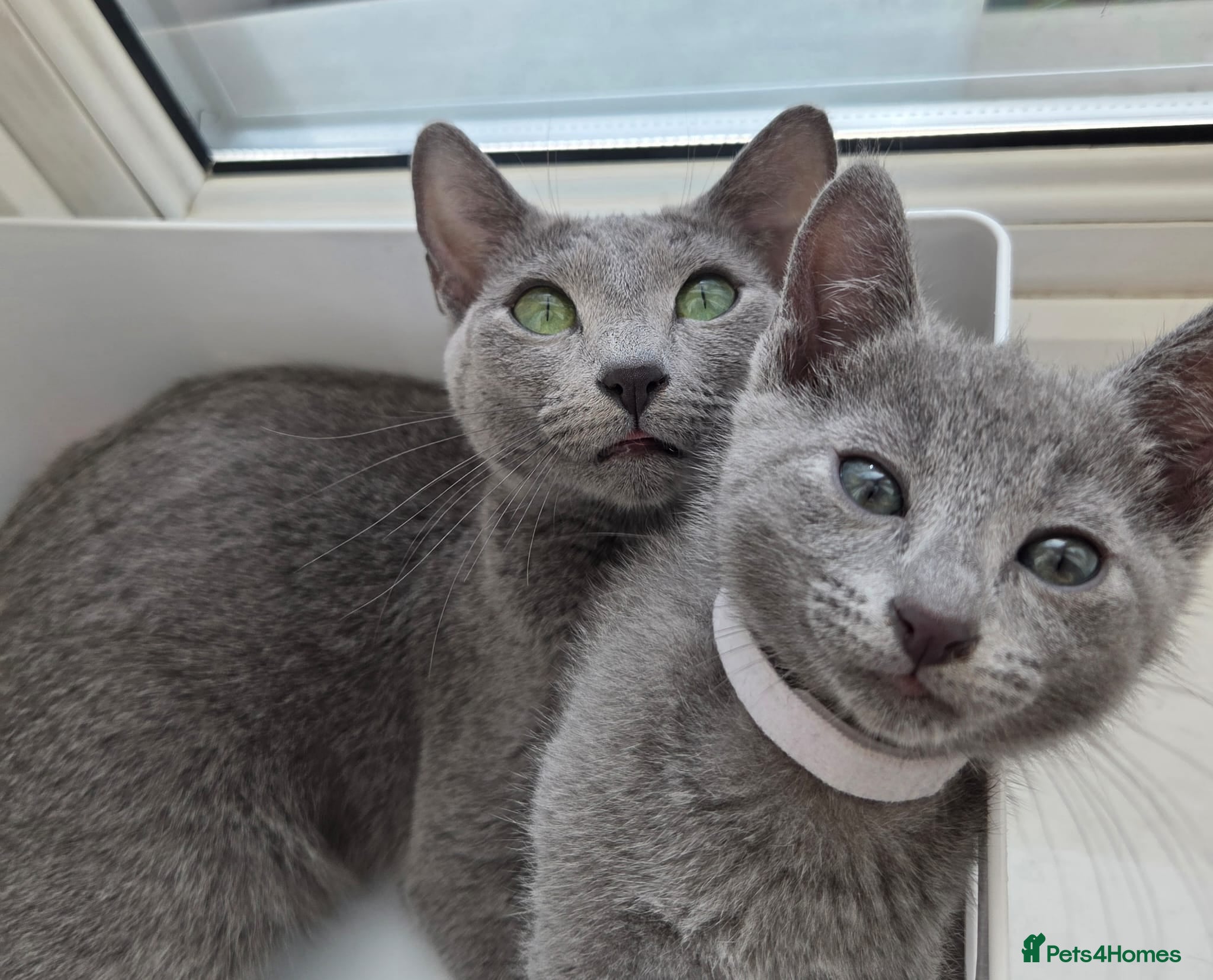 Russian Blue cats Stunning Russian Blue Boy - Tica registered  - Advert 2