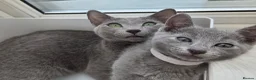 Russian Blue cats for sale: Two ⚜️Russian Blue Kittens – TICA Registered⚜️ - Advert 8