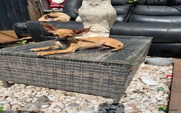 Chihuahua dogs for sale: Short hair white chihuahua & deer head chihuahua  - Image 19