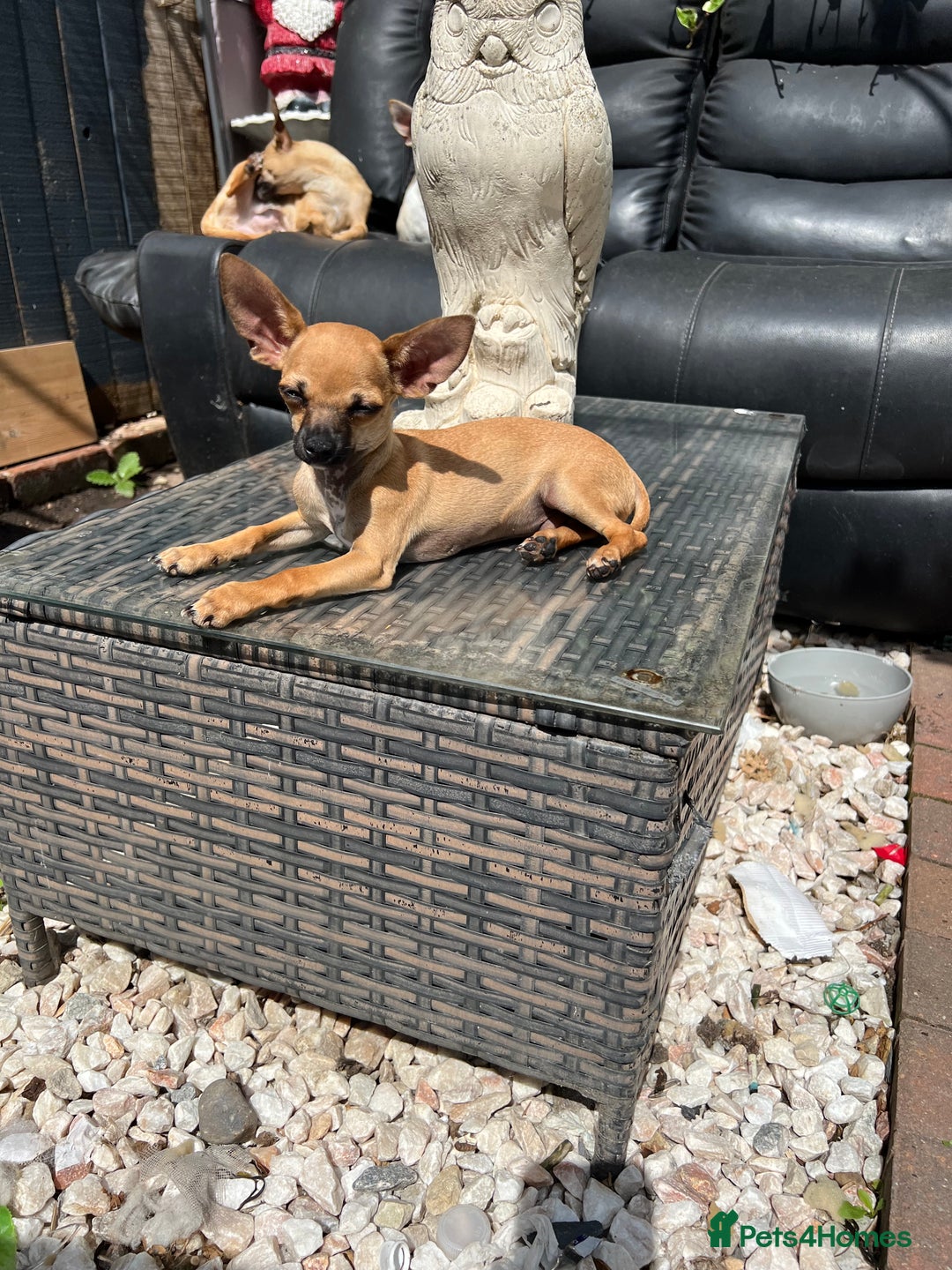 Chihuahua dogs for sale: Short hair white chihuahua & deer head chihuahua  - Image 19