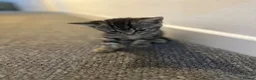 British Shorthair cats for sale: Half British shorthair kittens 2boys 1 girl in Birmingham - Advert 14
