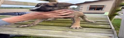 Mixed Breed dogs for sale: Lurcher pups for sale  - Advert 8