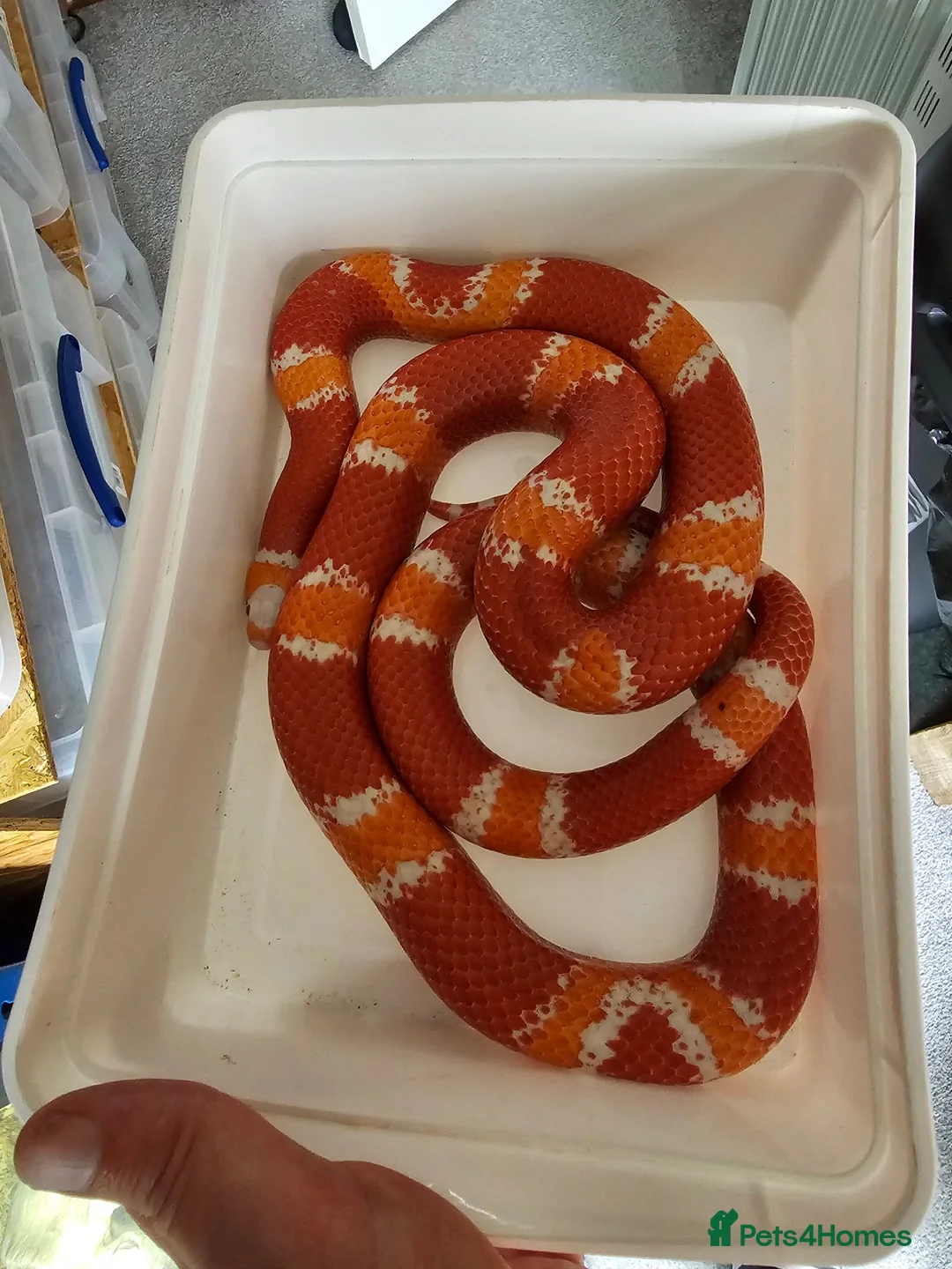 Milk Snake reptiles for sale: Honduran milk snake in Nottingham - Advert 2