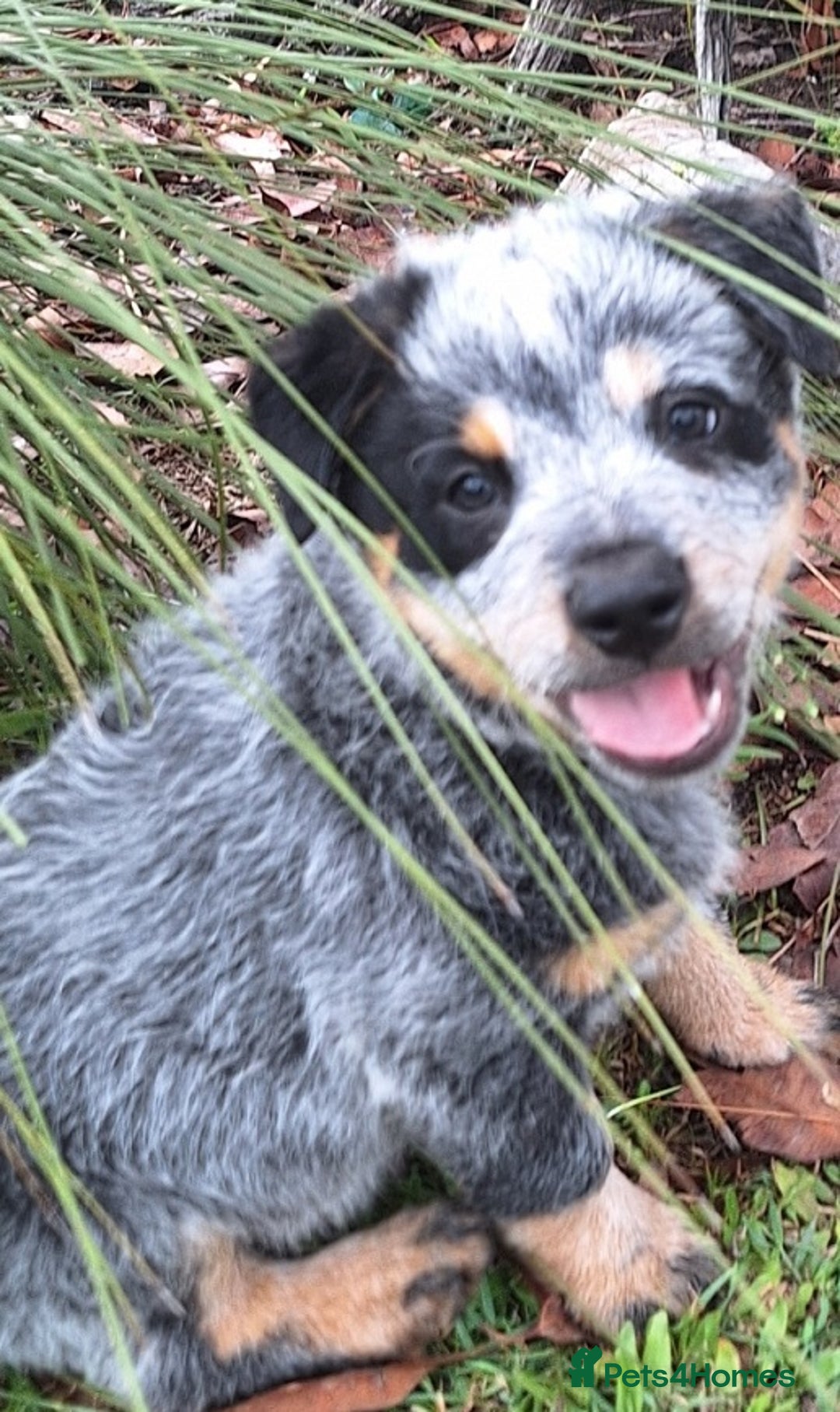 Australian Cattle Dog dogs for sale: Australian cattle dog Puppies-Males & Females - Advert 3